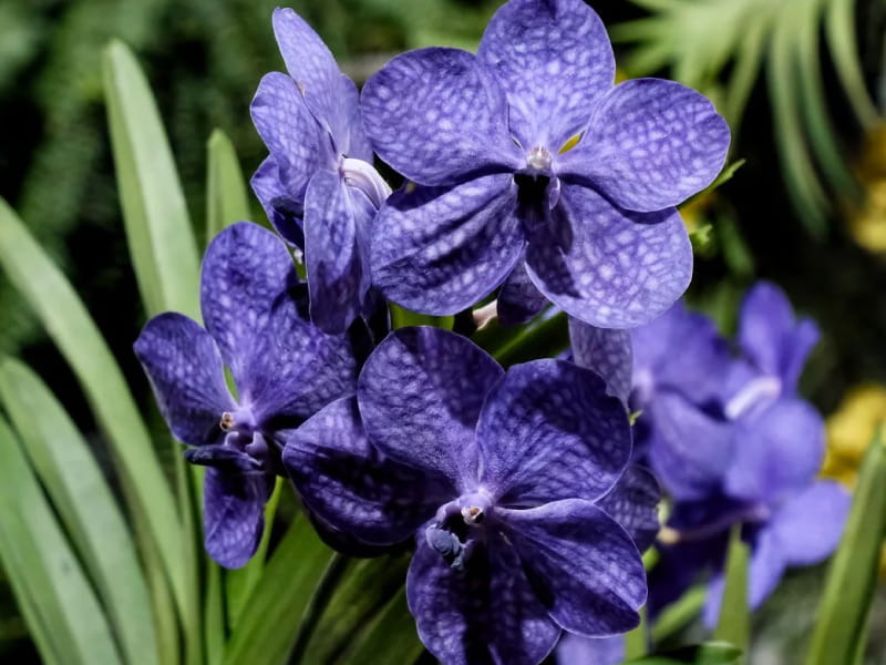 Fiesta Nacional de la Orquídea en Montecarlo, Misiones